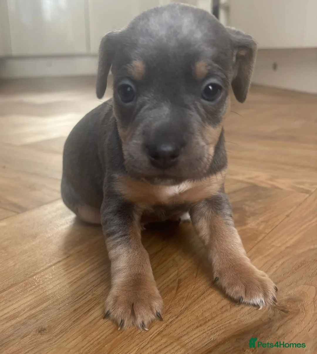 Jack Russell dogs for sale: 4 Beautiful Girl Jack Russell Puppies  - Advert 7