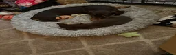 Miniature Dachshund dogs for sale: Mini dachshund male in Torquay - Advert 4