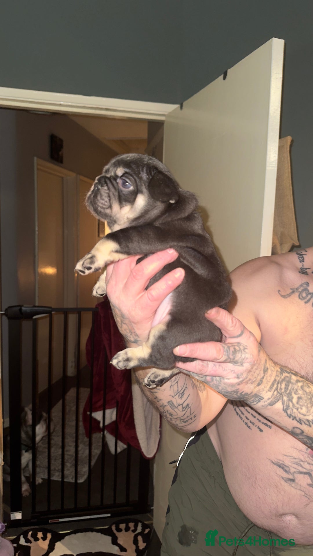 French Bulldog dogs for sale: Stunning litter of frenchies  - Advert 17