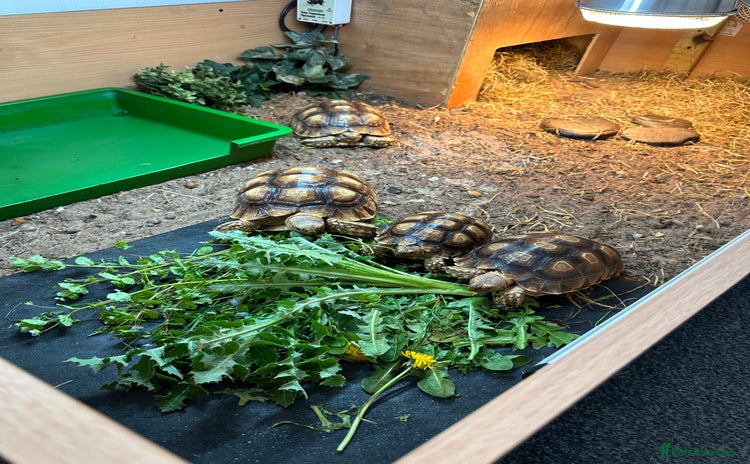 Tortoise reptiles in Larkhall - Advert 2