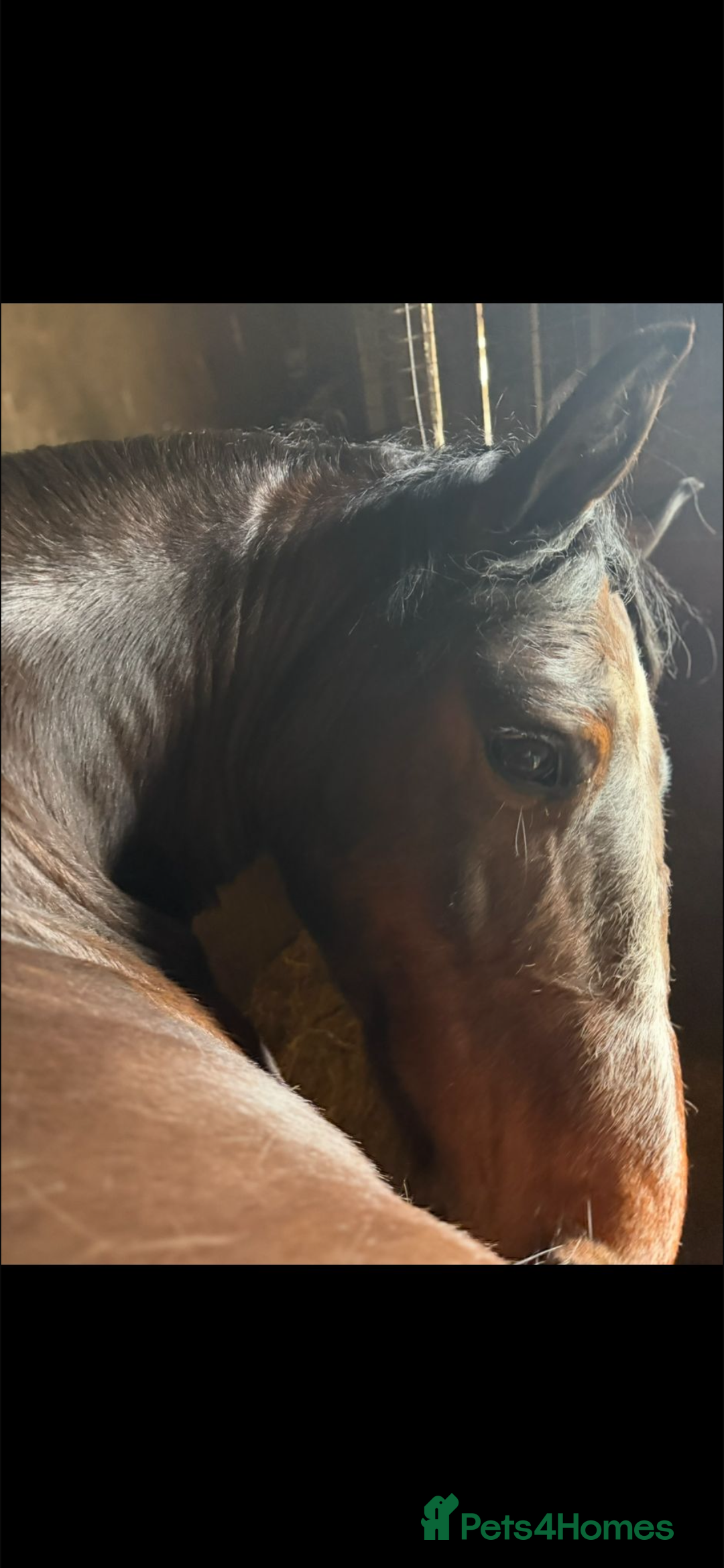 New Forest horses for sale: Dash - looking for a loving home. - Advert 11