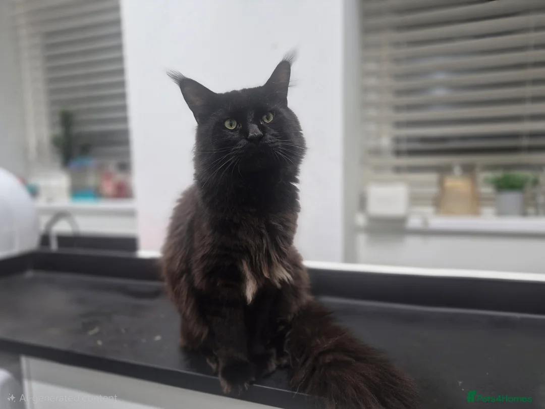 Maine Coon cats for sale: 5 beautiful maine coons left  - Advert 2