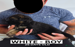 German Shepherd dogs for sale: Beautiful German Shepherd Puppies - Image 3