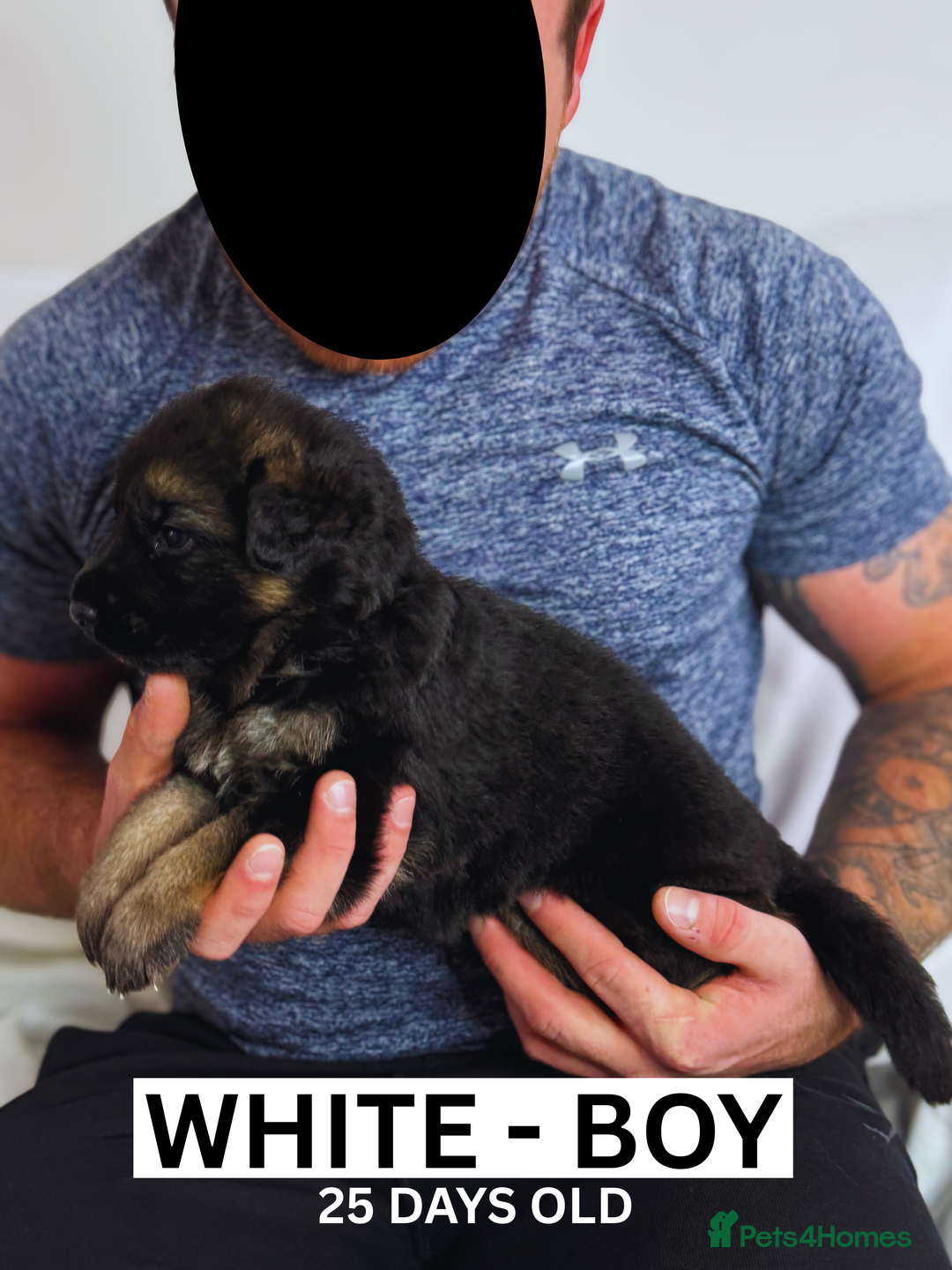 German Shepherd dogs for sale: Beautiful German Shepherd Puppies - Image 3