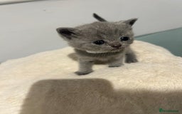 British Shorthair cats for sale: READY NOW!!Pedigree British Short Hair Kittens - Image 12