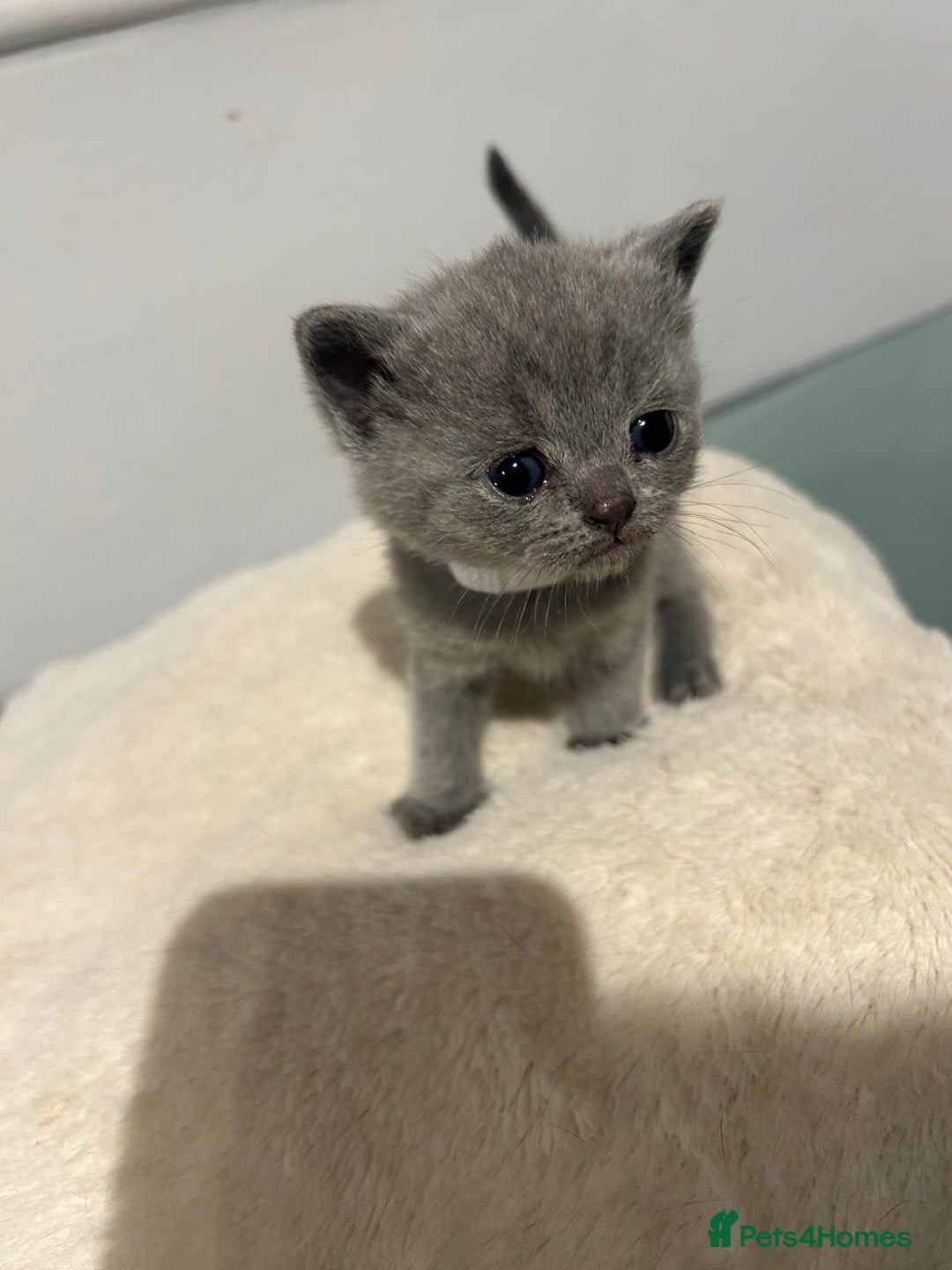 British Shorthair cats for sale: READY NOW!!Pedigree British Short Hair Kittens - Image 12