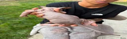 Sphynx cats for sale: Price reduced Tica registered Sphynx kitten - Advert 7