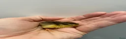 Quail poultry for sale: Beautiful Button Quail Chicks (CPQ, King) & EGGS - Advert 11