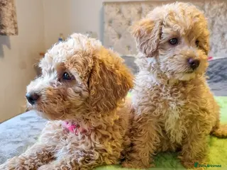 Maltipoo dogs Maltipoo - Advert 4