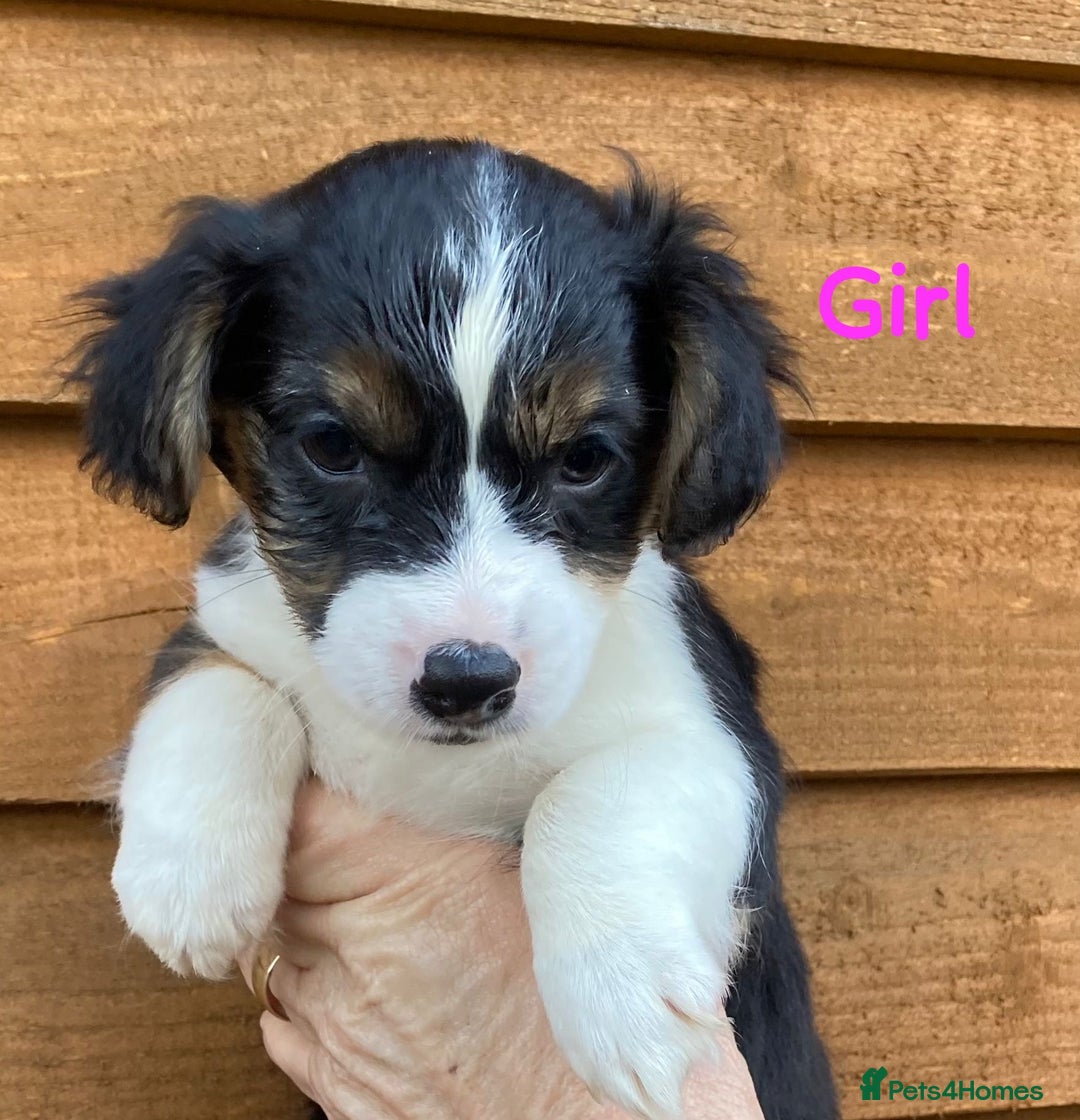 Jack Russell dogs for sale: Our 5 beautiful Jack russle pups for sale  - Advert 6