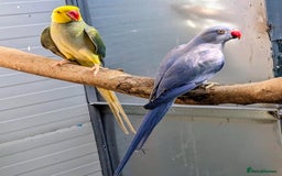 Parrots birds for sale: Indian Ringneck talking parrots  - Image 3