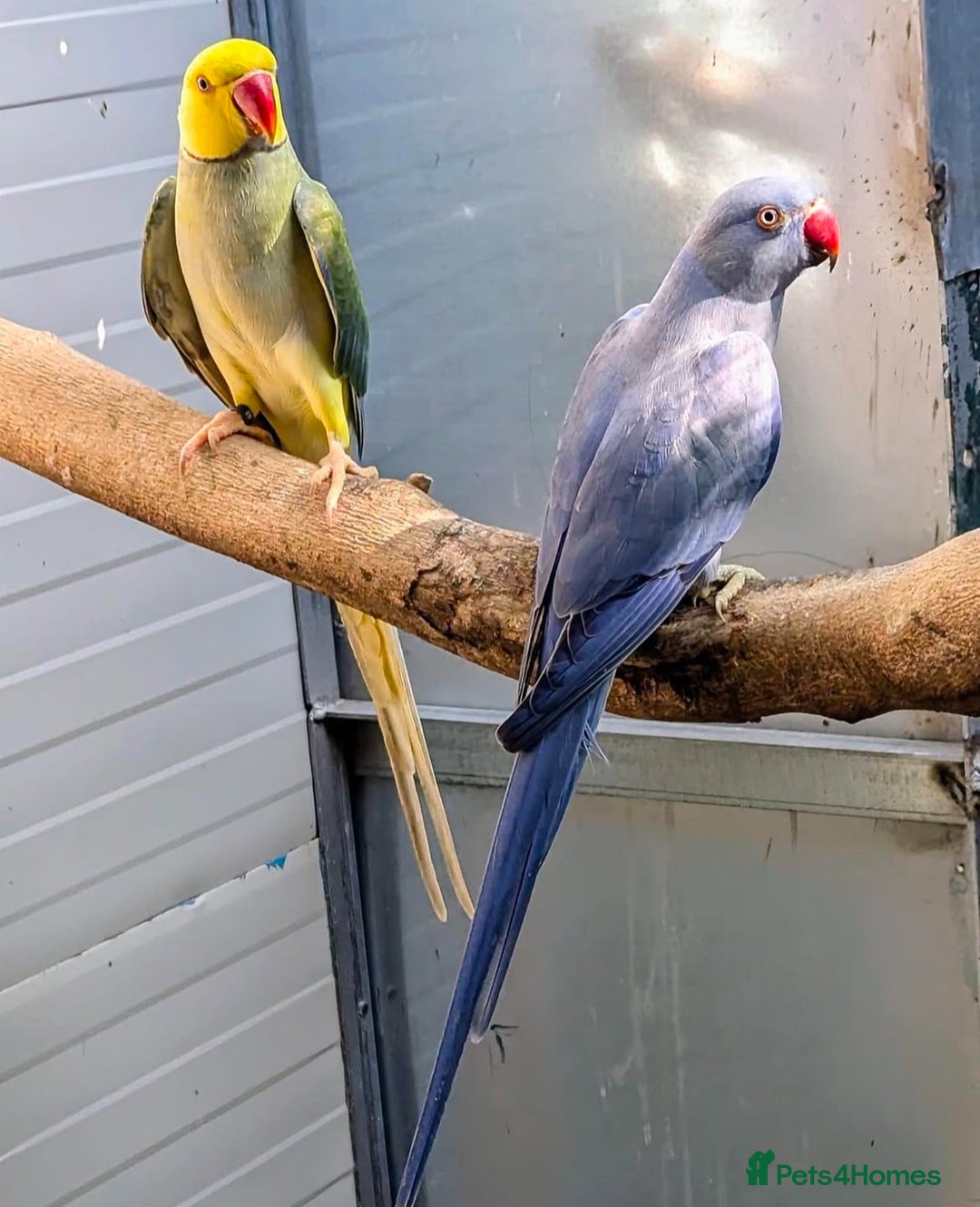 Parrots birds for sale: Indian Ringneck talking parrots  - Image 3
