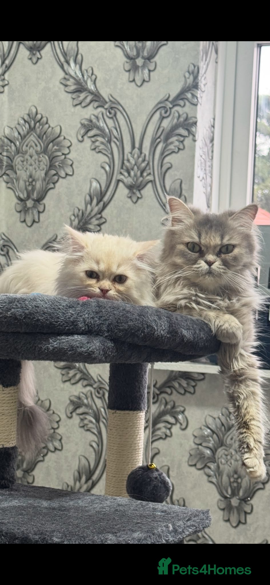Persian cats Beautiful long haired Persian Kittens - Advert 2