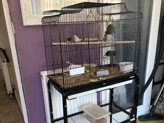 Finches birds Breeding pair of Bengali finch - Advert 14