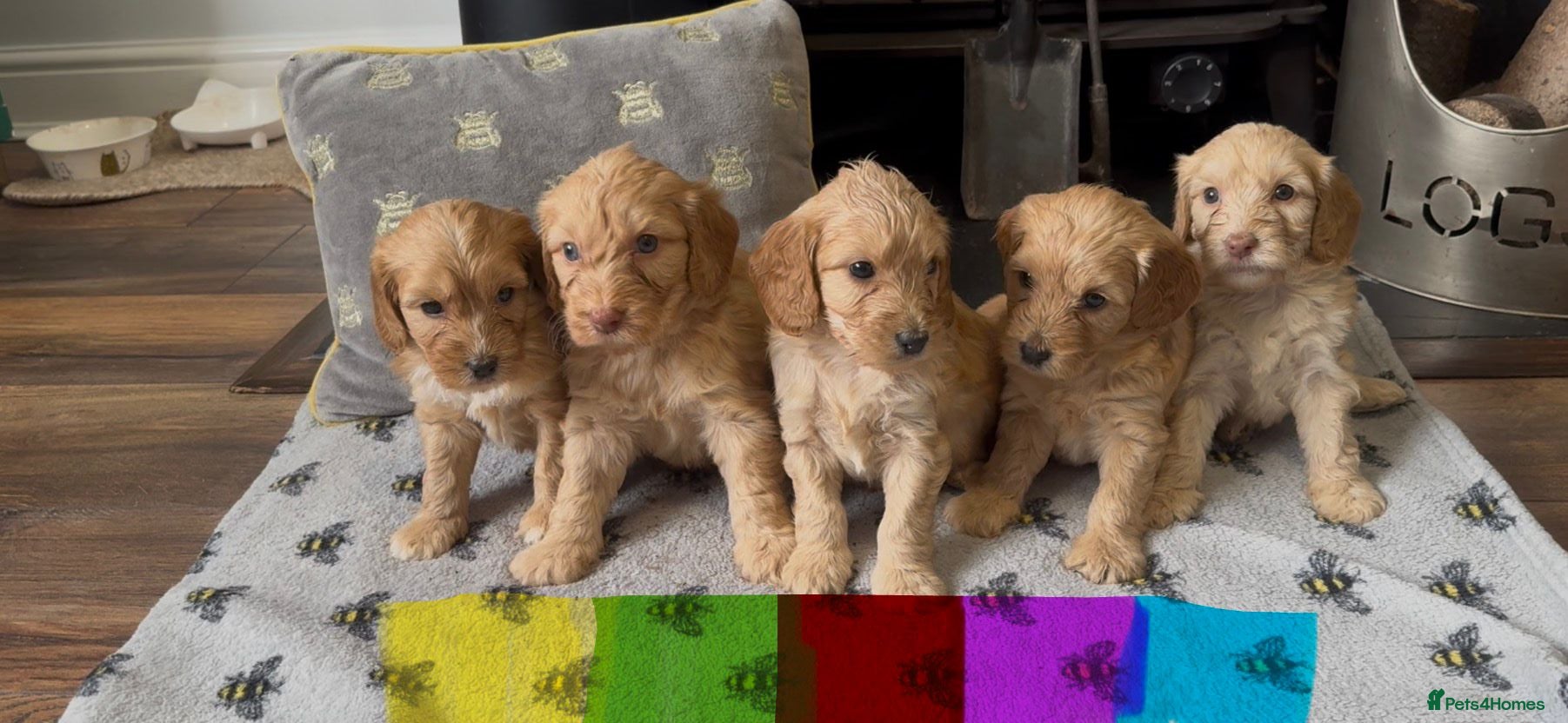 Cockapoo dogs for sale: Gorgeous teddy bear faced cockapoos - Advert 1