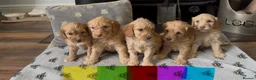 Cockapoo dogs for sale: Gorgeous teddy bear faced cockapoos - Advert 1