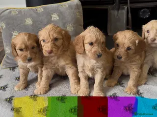 Cockapoo dogs for sale: Gorgeous teddy bear faced cockapoos - Advert 1