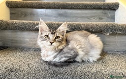 Maine Coon cats for sale: Rare opportunity imported stud  - Image 8