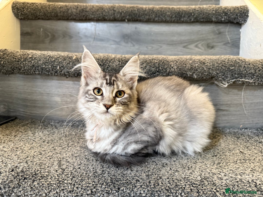 Maine Coon cats for sale: Rare opportunity imported stud  - Image 8