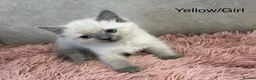 Ragdoll cats for sale: Blue Point & Choc Point Pure Bicolour Ragdolls - Advert 1