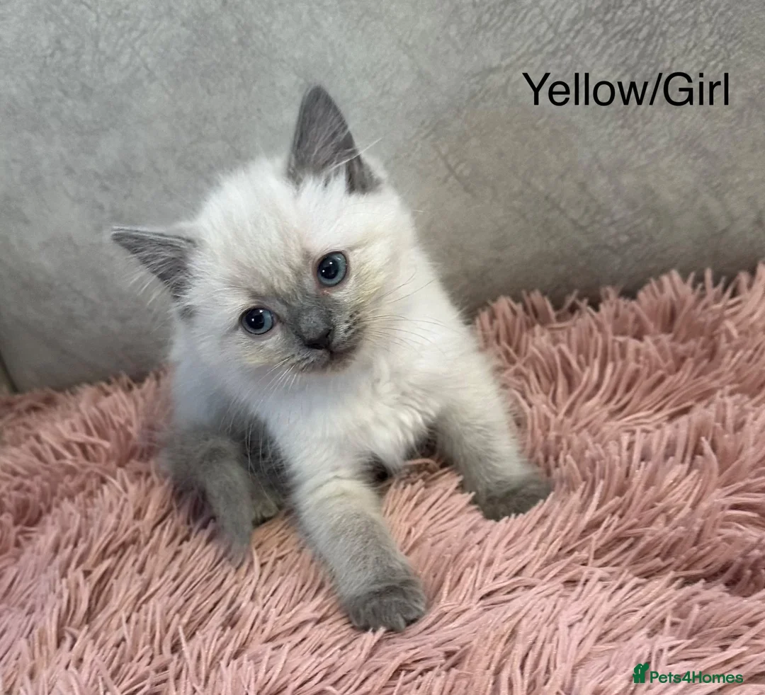 Ragdoll cats for sale: Blue Point & Choc Point Pure Bicolour Ragdolls - Advert 1
