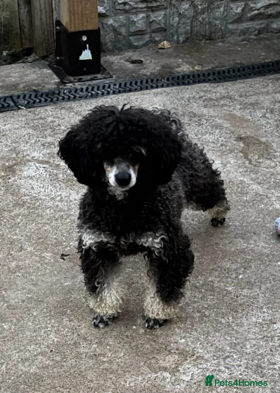 Toy Poodle dogs for sale: KC Registered Phantom silver point Toy Poodle  - Advert 2