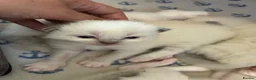 Ragdoll cats for sale: Beautiful male ragdoll kittens - Advert 33