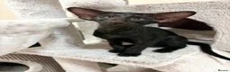 Oriental cats for sale: GCCF Registered Black Oriental Girl - Advert 3