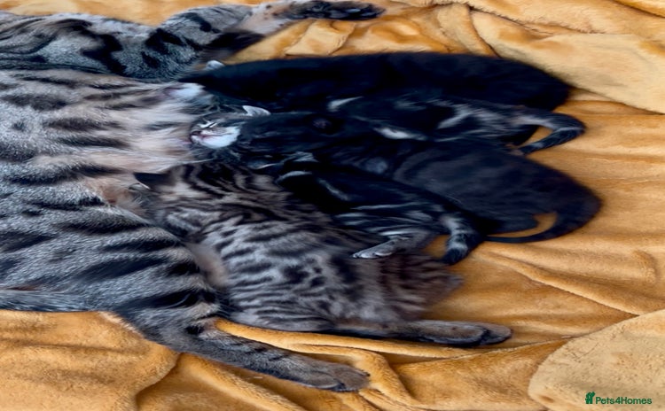 Bengal cats - Advert 1