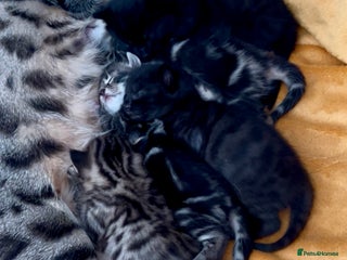 Bengal cats - Advert 5