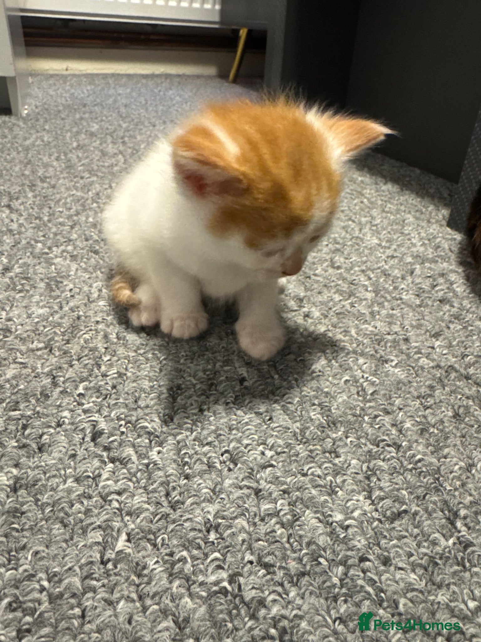 Siamese cats Nice kittens - Advert 1