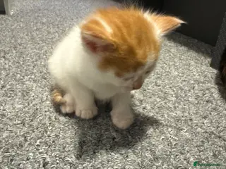 Siamese cats Nice kittens - Advert 1