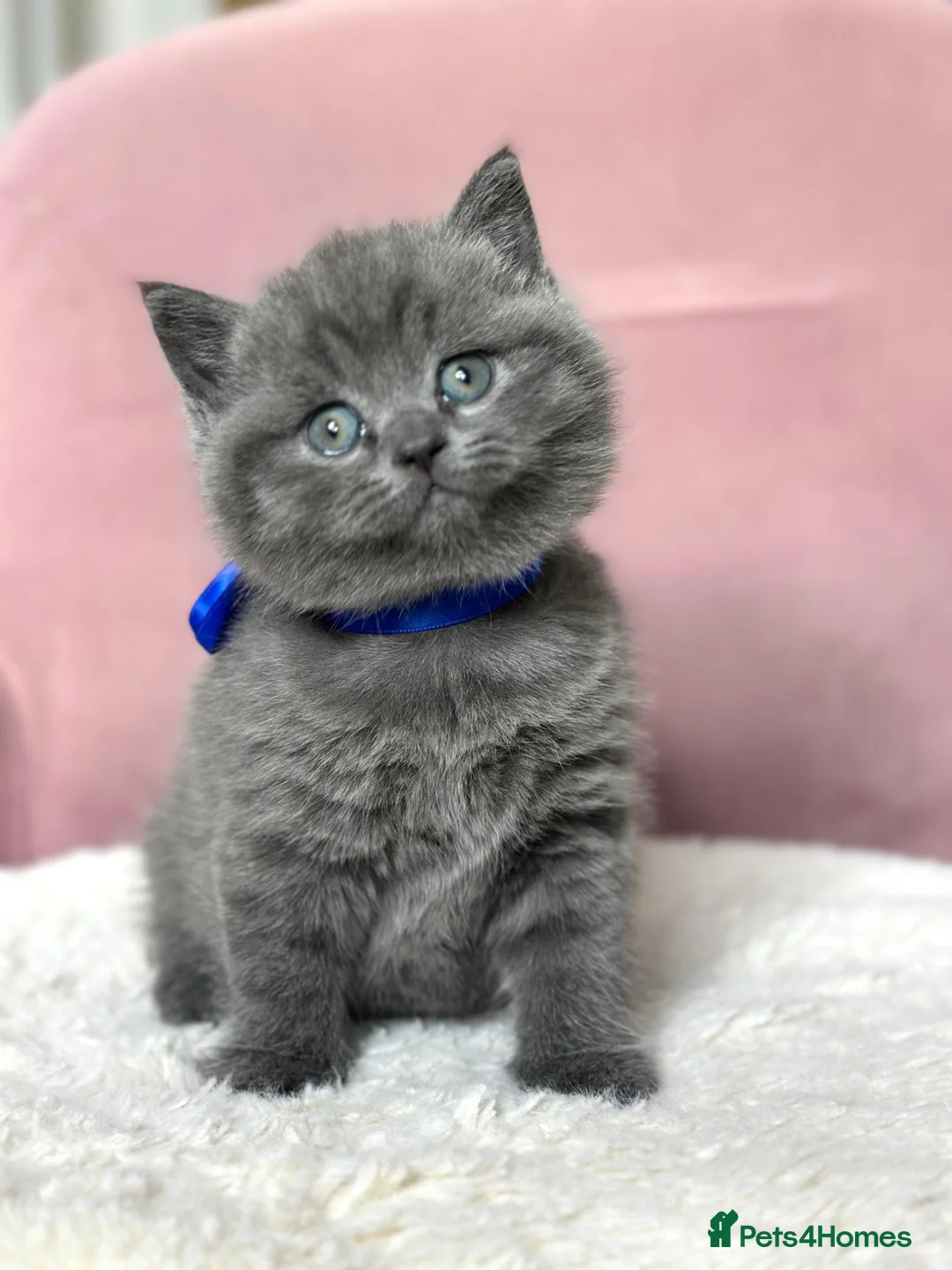 British Shorthair cats for sale: Adorable British Shorthair Kittens for Sale in Lincoln - Advert 25