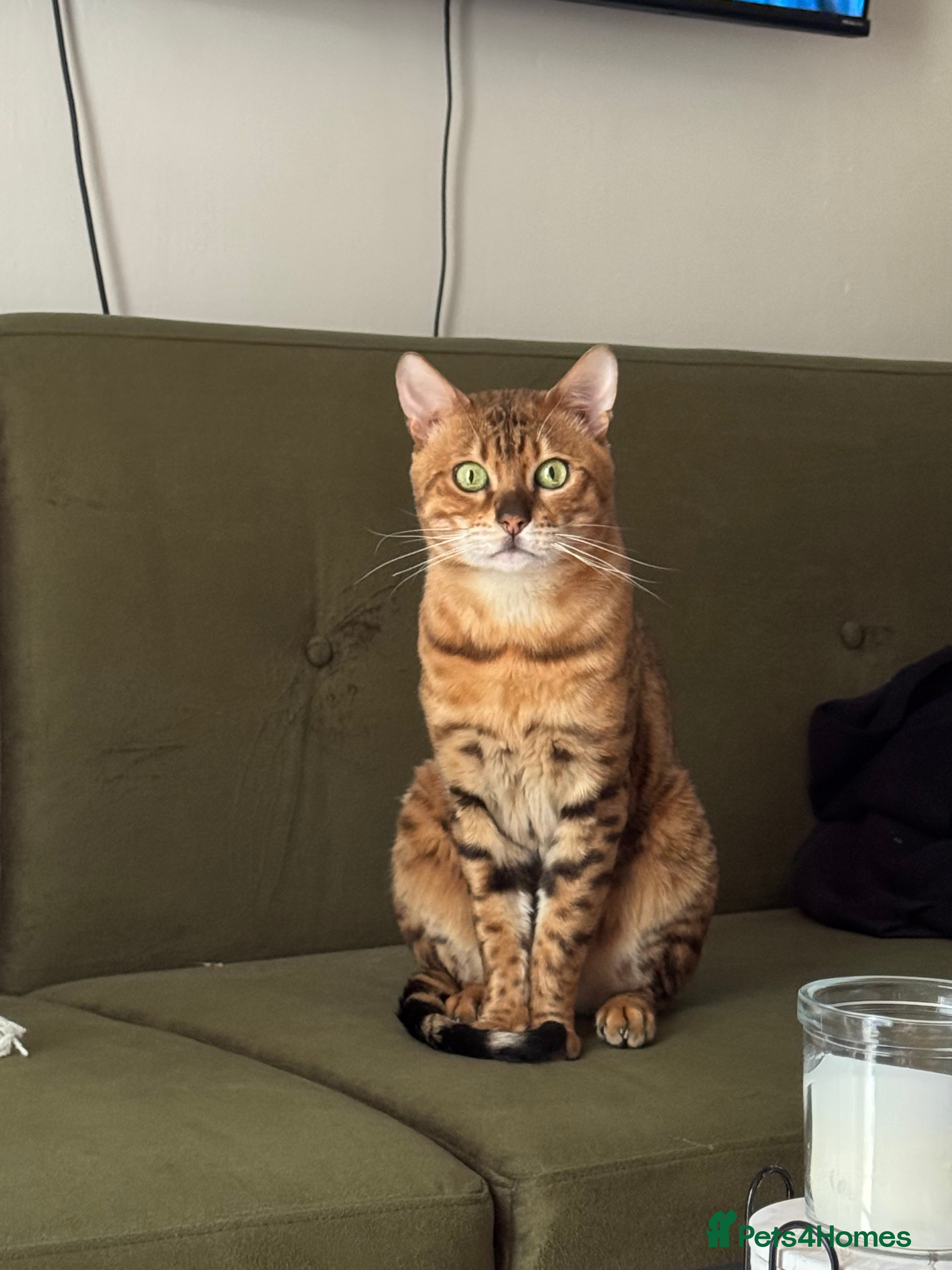 Bengal cats Bengal boy - Advert 11