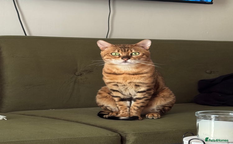 Bengal cats - Advert 2