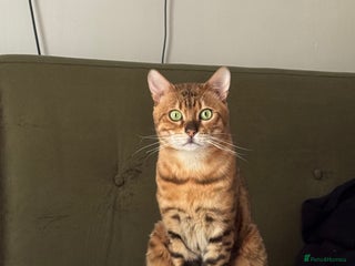 Bengal cats - Advert 1