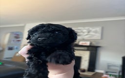 Cockapoo dogs for sale: F2 cockapoo puppies - Image 1