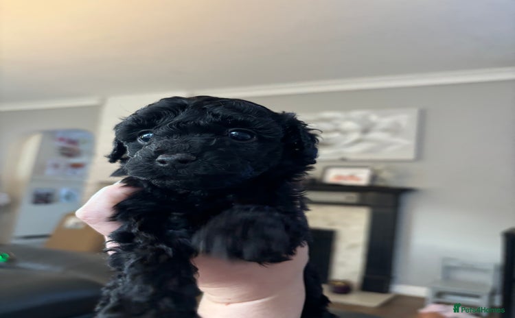 Cockapoo dogs - Advert 1