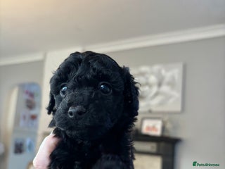 Cockapoo dogs - Advert 29