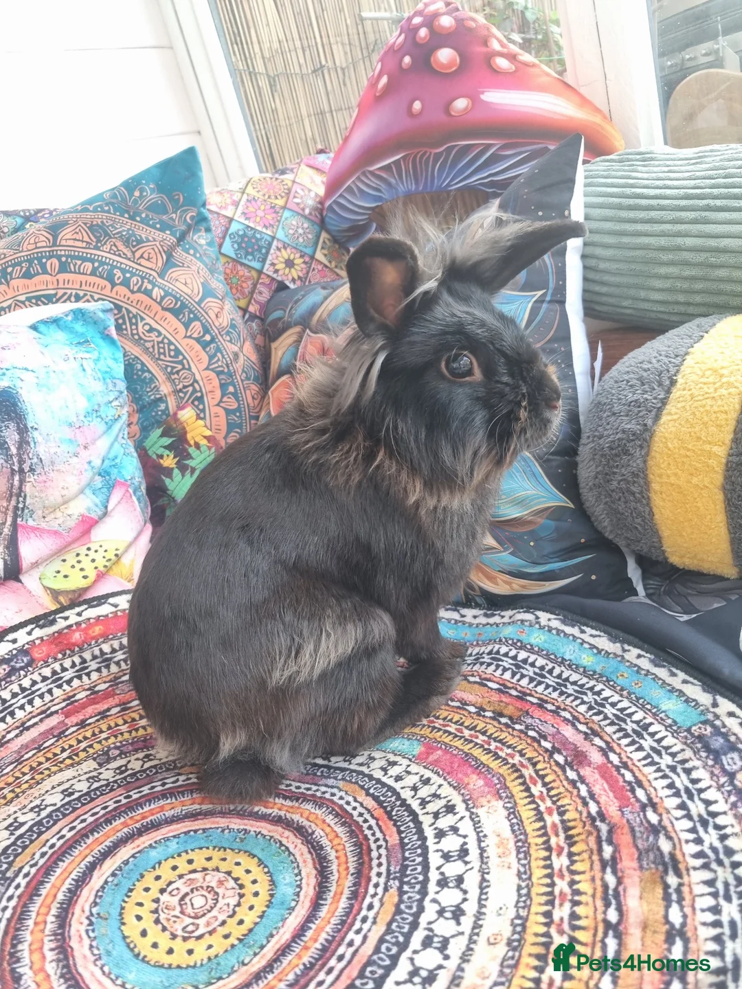 Mixed Breed rabbits for sale: Male rabbit (AJ) - Advert 1