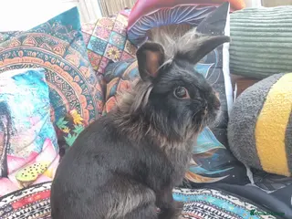 Mixed Breed rabbits Male rabbit (AJ) - Advert 17