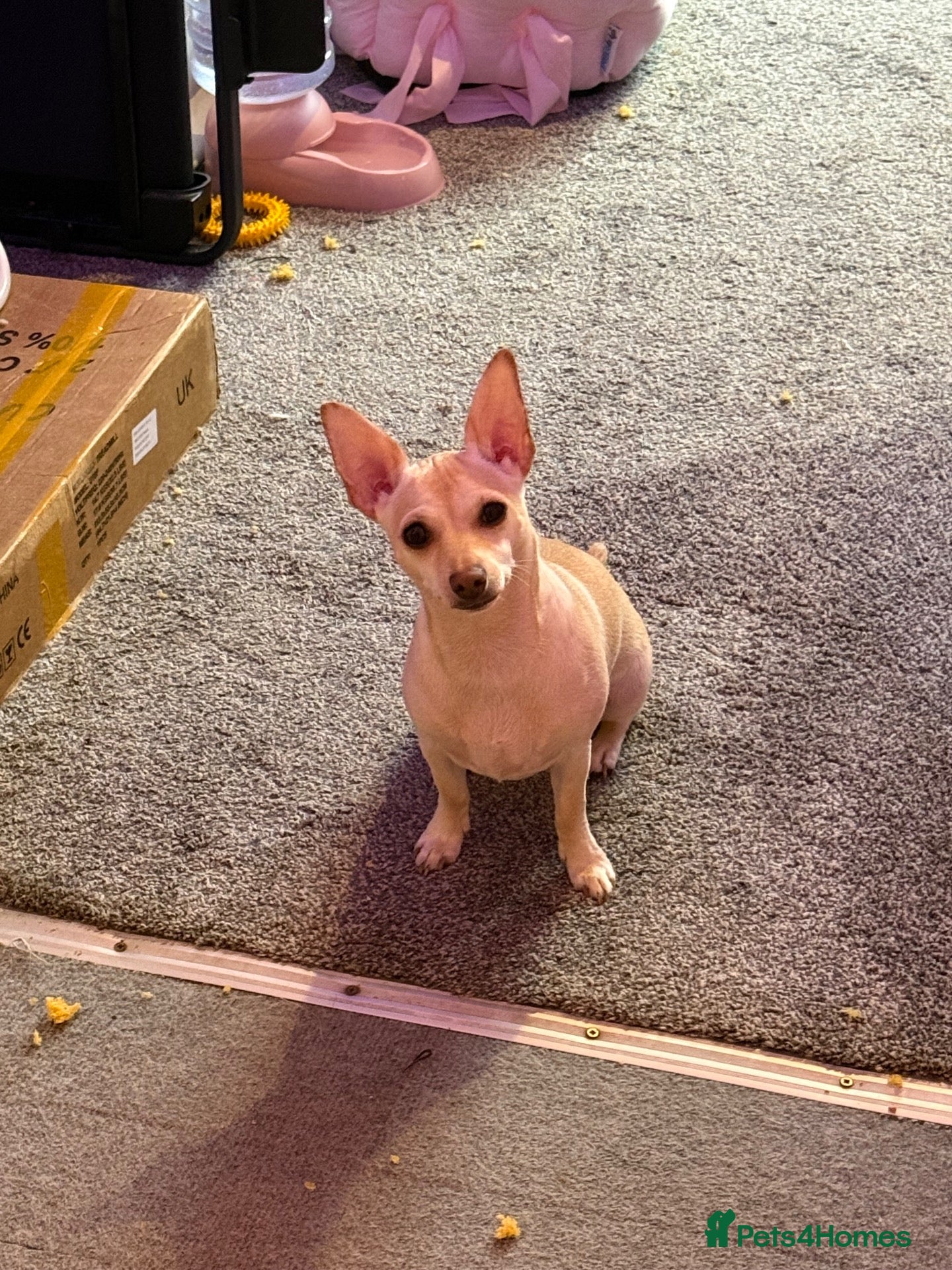 Chihuahua dogs 💔 For Sale / Loving Home Needed — Lulu - Advert 3