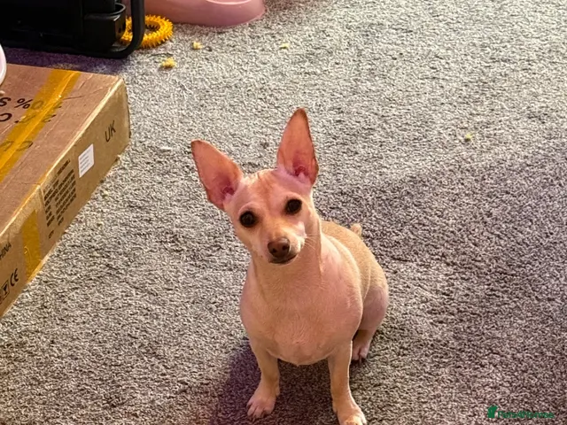 Chihuahua dogs for sale: ‼️URGENT‼️Loving Home Needed — Lulu - Advert 3