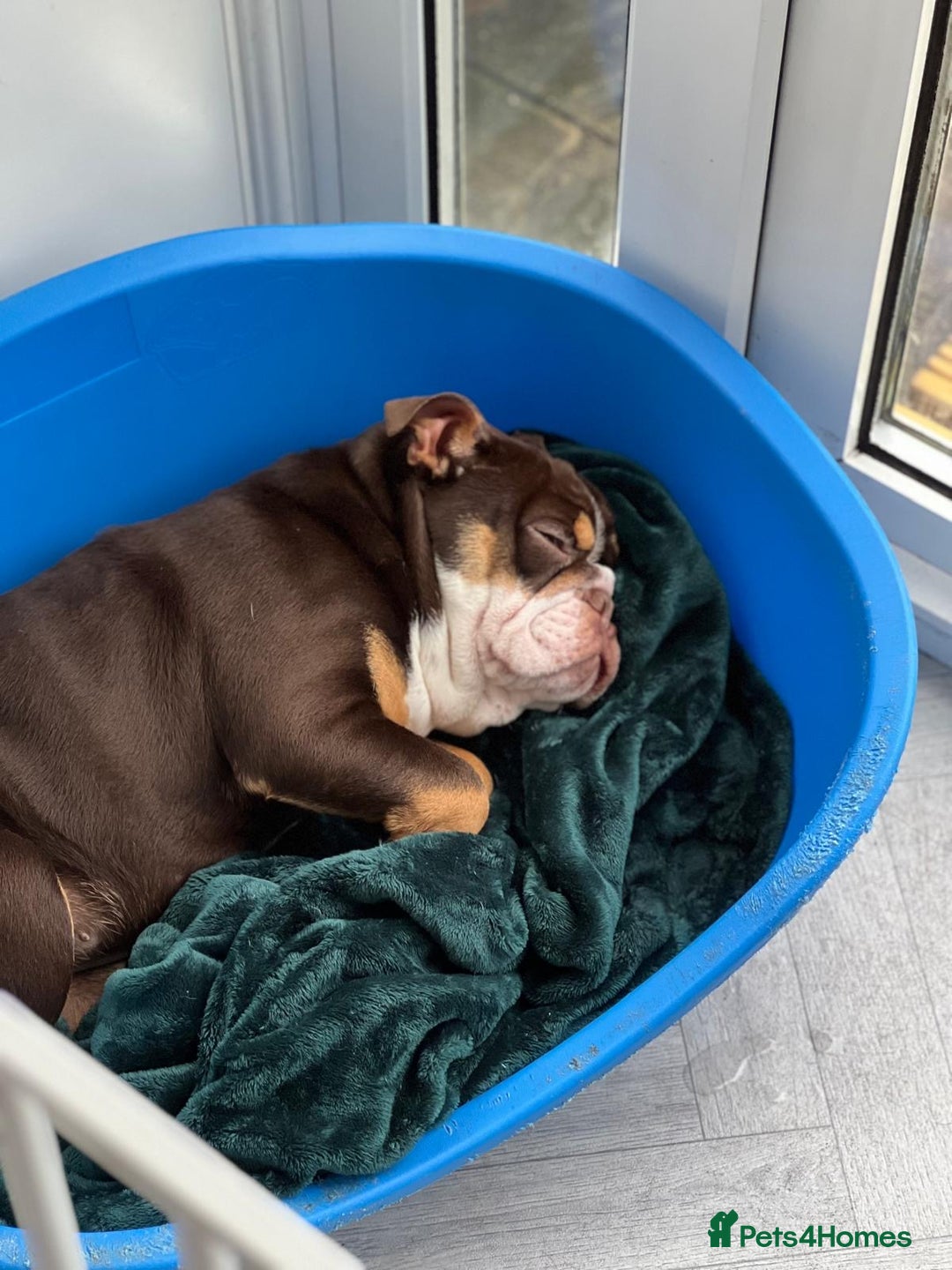 English Bulldog dogs for sale: Female English bulldog 2yr old  - Advert 7