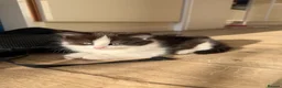 British Longhair cats for sale: Last adorable kitten ready to go - Advert 10
