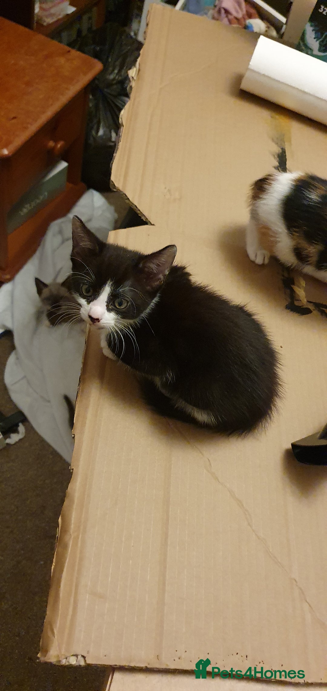 Mixed Breed cats for sale: Beautiful Siamese Cross Kittens - Image 4