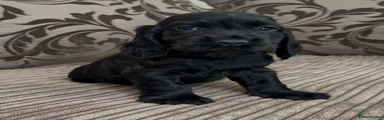 Cocker Spaniel Puppy 1