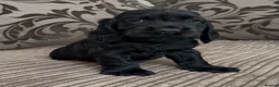 Cocker Spaniel dogs for sale: 🌟Gorgeous 100% show type cocker spaniel puppies⭐  - Advert 15