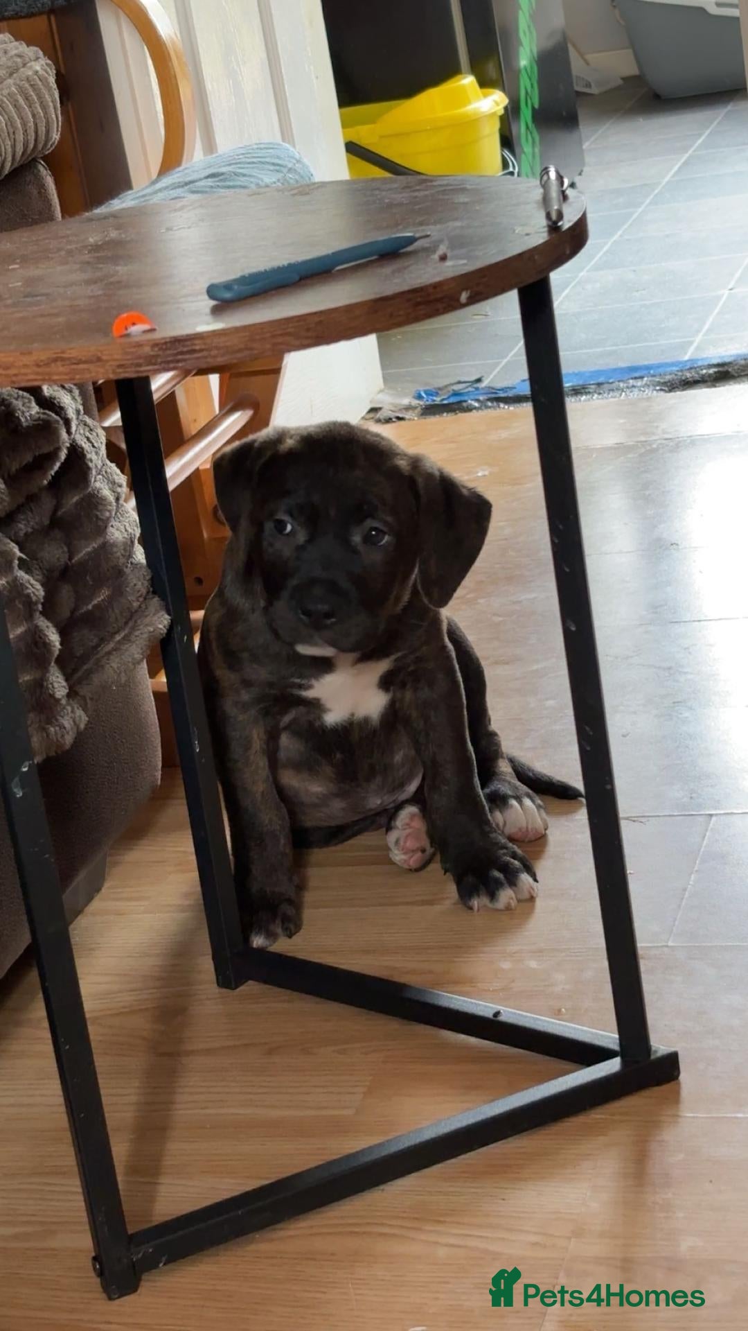 Mixed Breed dogs Rocco - Advert 18