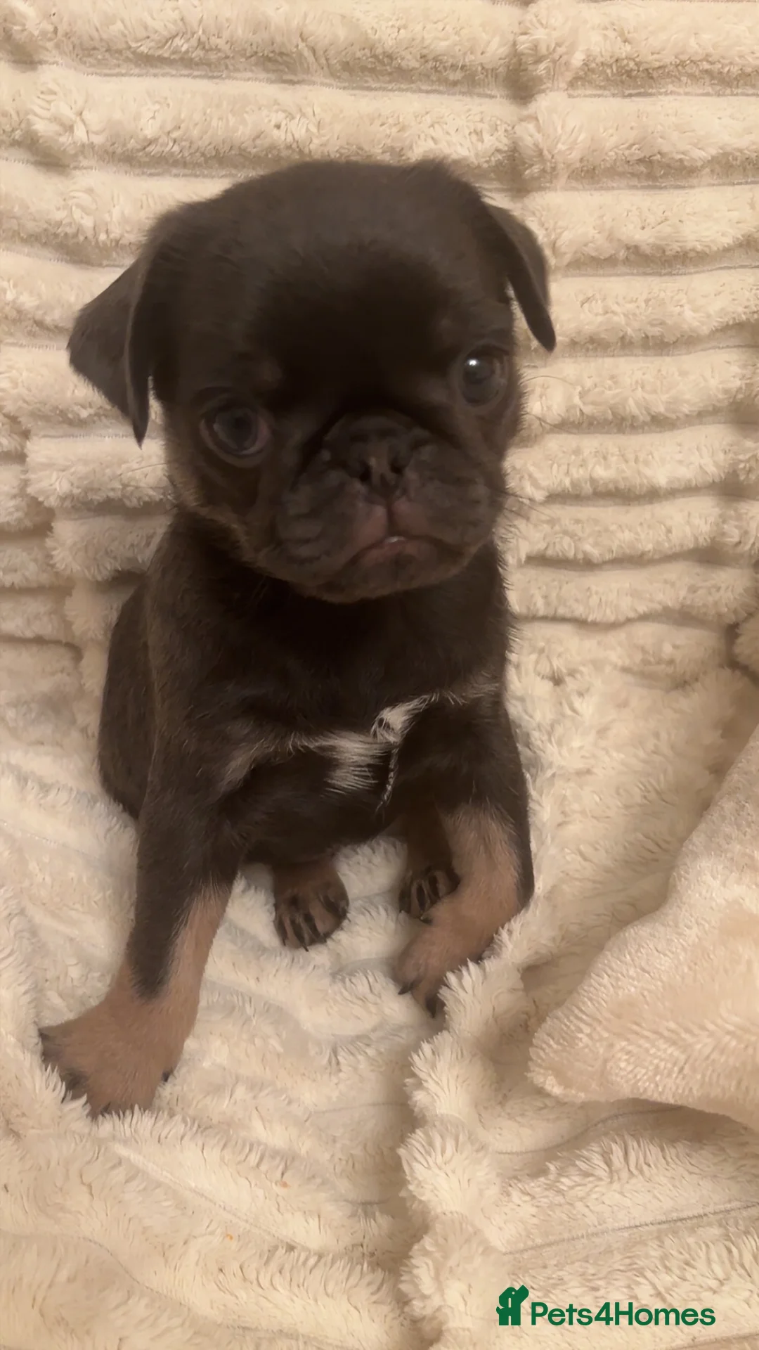Pug dogs for sale: 1 blue tan girl  - Advert 7